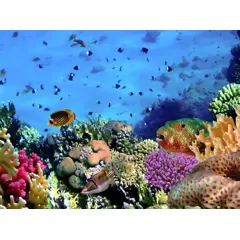 שוניות אלמוגים: היופי המרהיב שבעולם התת ימי